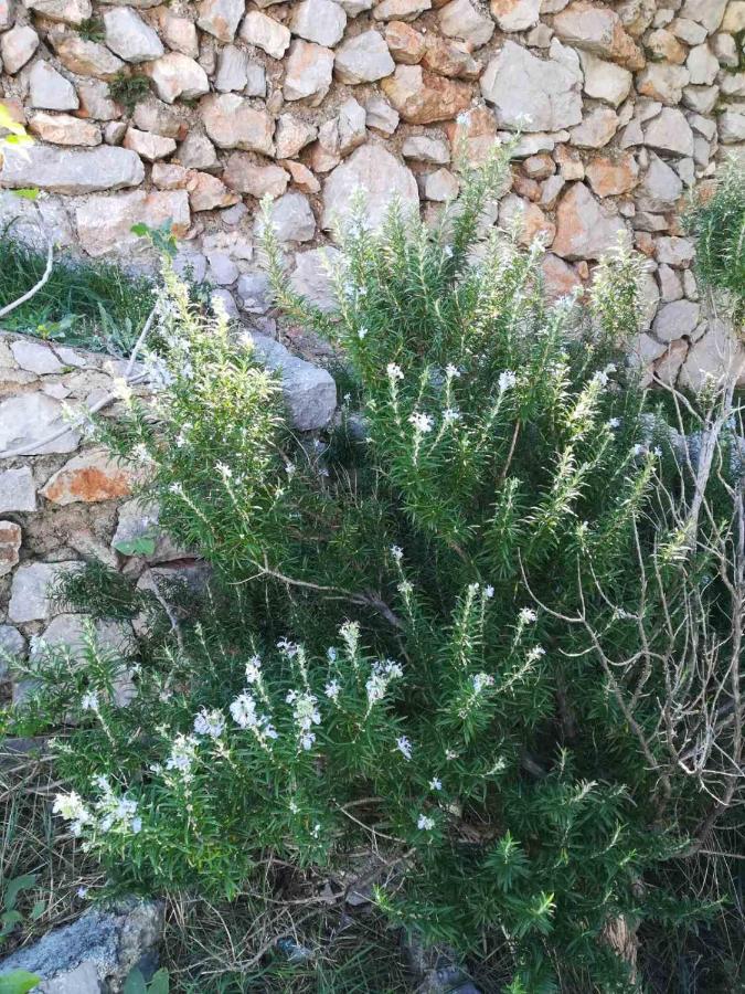 Vila Grosa Sveti Juraj Dış mekan fotoğraf